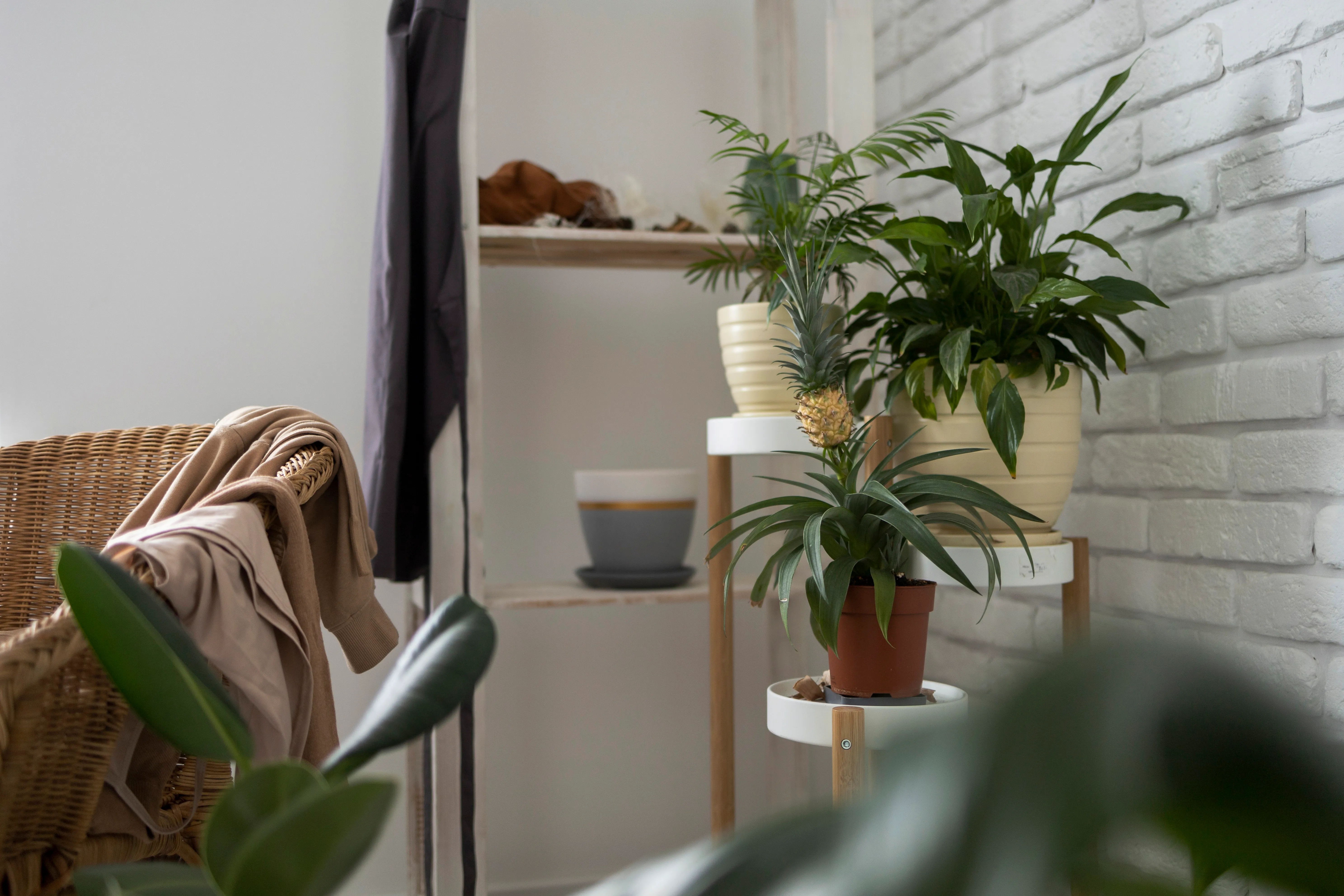 Plantas nos ambientes residenciais